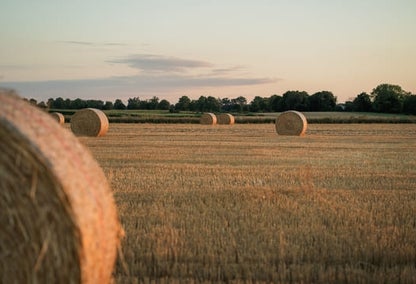 Recently bailed hay in a rural Alberta acreage.