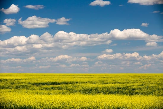 Wide open canola fields in rural Alberta.